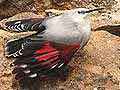 Consulter la fiche détaillée : Jipehel | Photographies d'oiseaux