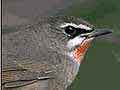 Consulter la fiche détaillée : Ornithomedia | Tout savoir sur l'ornithologie 