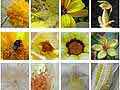 Consulter la fiche détaillée : Feuille fourmis et jardins | Plantes et insectes